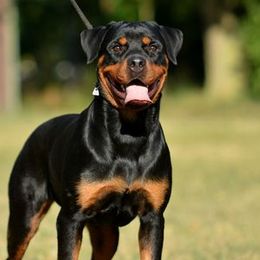 Kassandra - Rottweiler