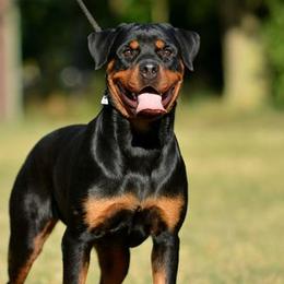 Kassandra - Rottweiler