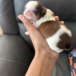 Wednesday - Red and white female Shih Tzu puppy in Manahawkin, New Jersey from Lilly’s Seashore Shih Tzus