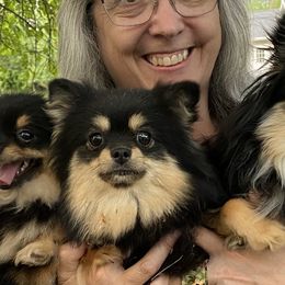 Elphaba - Pomeranian