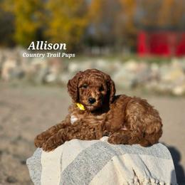 Goldendoodle and Poodle Puppies from Country Trail Pups