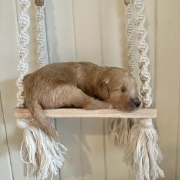 Pretzel - Apricot female Goldendoodle puppy in Montgomery, Texas from Dacus Doodles