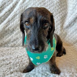 Clover - Dachshund