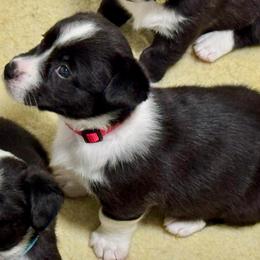 Moonshine (Red collar) - Black and white female Cardigan Welsh Corgi puppy in Omaha, Arkansas from DnD Corgis