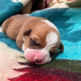 Boy 4 - Red male Pembroke Welsh Corgi puppy in Beggs, Oklahoma from Blue Diamond Corgi’s