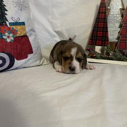 Boy 1 - White black and tan male Beagle puppy in Newman, California from Valley Beagles