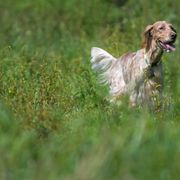 English Setter Puppies from Rivendell English Setters