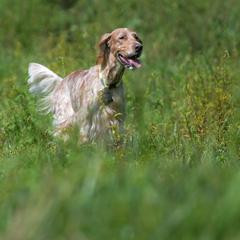 English Setter Puppies from Rivendell English Setters