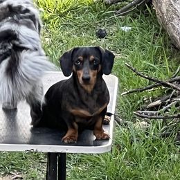 Doobie - Dachshund