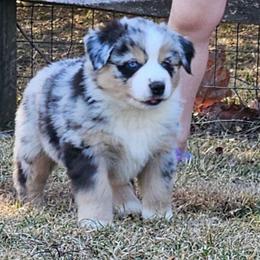 Tuk - Blue merle female Miniature Australian Shepherd puppy in Orrtanna, Pennsylvania from Mountain Top Shepherd's