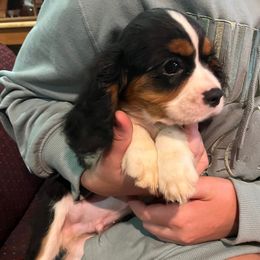 Boy 2 - male Cavalier King Charles Spaniel puppy in Amherst, Virginia from Duchess Cavaliers