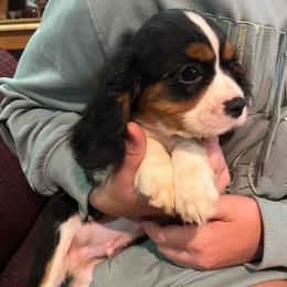 Boy 2 - male Cavalier King Charles Spaniel puppy in Amherst, Virginia from Duchess Cavaliers