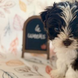 Dachshunds and Miniature Schnauzers from CBR Mini Dachshunds