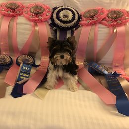 Biewer Terrier Puppies from Magical Biewers