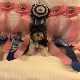 Biewer Terrier Puppies from Magical Biewers