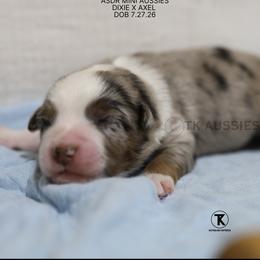 Cruz- Blue Merle Male - Blue merle male Miniature Australian Shepherd puppy in Nacogdoches, Texas from TK Standard, Mini, & Toy Aussies