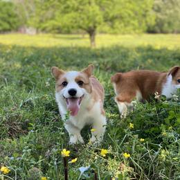 Border Collie and Pembroke Welsh Corgi Puppies from Whisenhunt Farms