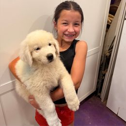 Blue-Green Boy - White male Maremma Sheepdog puppy in Kings County, California from Prancing Pony Farm Maremma Sheepdogs