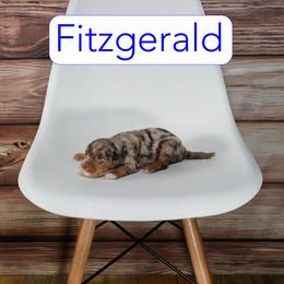 Fitzgerald - Merle male Goldendoodle puppy in Calhoun, Georgia from Happy Top Doodles