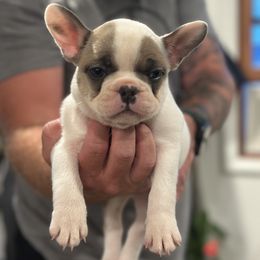 Stanley - Brindle male French Bulldog puppy in Rapid City, South Dakota from Frontier Frenchies, LLC