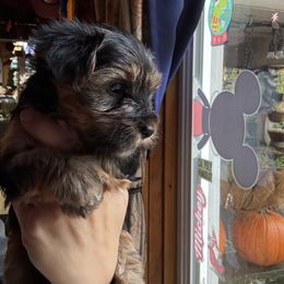Holly - Black and tan female Yorkshire Terrier puppy in South Lake Tahoe, California from Sierra Nevada Yorkies