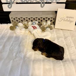 Peanut Blossom - Phantom male Bernedoodle puppy in Hegins, Pennsylvania from Bubbling Springs Doodles, LLC