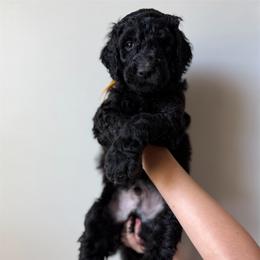 Yellow Boy - Black male Goldendoodle puppy in Carthage, Tennessee from Willows Doodles