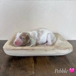 Pebble - Parti female Goldendoodle puppy in Crothersville, Indiana from Wischmeier’s Doodles