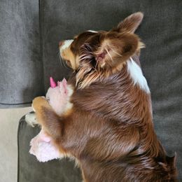 Australian Shepherd and Miniature Australian Shepherd Puppies from Integrity Aussies Tx