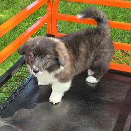 BENJI - Black and white male American Corgi puppy in Walker, Iowa from Double K Corgis