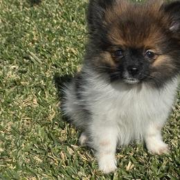 Chip - Black and tan parti male Pomeranian puppy in Los Angeles, Santa Clarita, California from LT_Poms