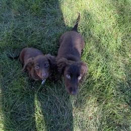 Cockapoo, Dachshund, Miniature Schnauzer, and Yorkshire Terrier Puppies from LUXEYPUPS