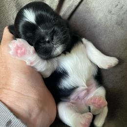 Porter - Black and white male Shih Tzu puppy in Hematite, Missouri from Free Range Shih Tzus