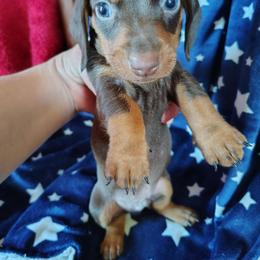 Sam - Chocolate and tan male Dachshund puppy in Hudson, Michigan from Mittentail Kennel Miniature Dachshunds & Australian Shepherds