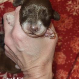 Coco - Piebald female Dachshund puppy in Antlers, Oklahoma from MoMo's Dachshunds