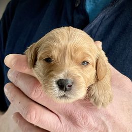 Goldendoodle Puppies from Loving Hearts Goldendoodles