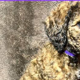 Purple Collar - Goldendoodle puppy in Justin, Texas from Roch Dog Ranch