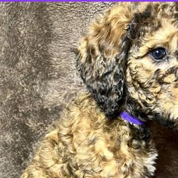 Purple Collar - Goldendoodle puppy in Justin, Texas from Roch Dog Ranch