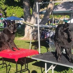 Belgian Sheepdogs from Clawson Belgians