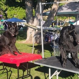 Belgian Sheepdogs from Clawson Belgians