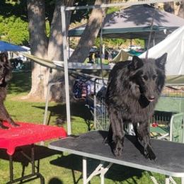 Belgian Sheepdogs from Clawson Belgians