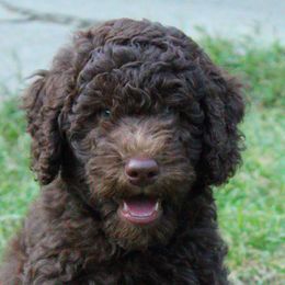 Collies, Goldendoodles, Havapoos, and Labradoodles from Oregon Valley Pups
