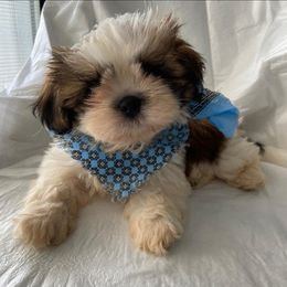 Shih Tzus from Shihtzuadorable