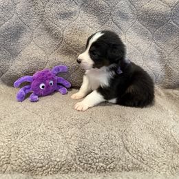 Purple - Black tri-color male Australian Shepherd puppy in Gill, Colorado from Westwood Australian Shepherds