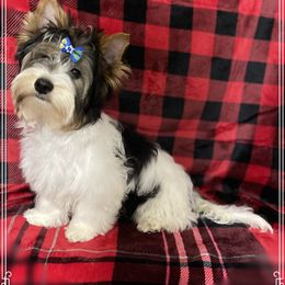 Biewer Terrier Puppies from Southern Star Biewers