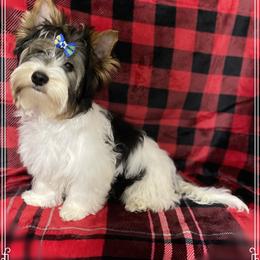 Biewer Terrier Puppies from Southern Star Biewers
