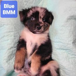 Blue - Blue merle male Australian Shepherd puppy in Pemberville, Ohio from Samara's Australian Shepherds