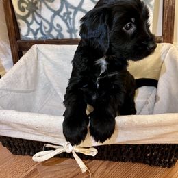 Assorted Doodle Crosses and Goldendoodle Puppies from Huff Family Farm & Doodles