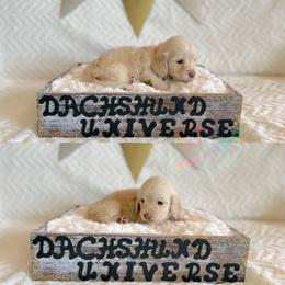 Dachshund Puppies from Dachshund Universe