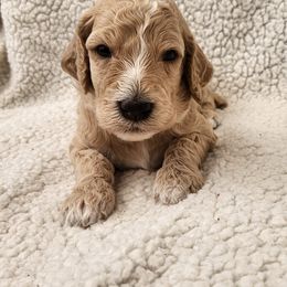 Poodle Puppies from Karla Skow